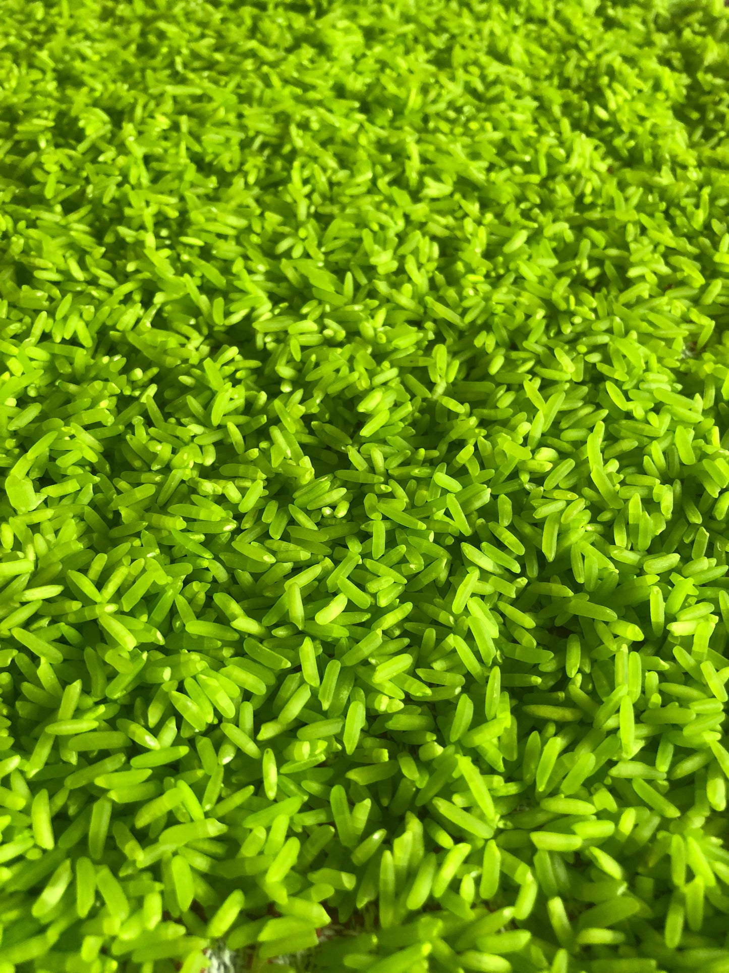 Grass Green Sensory Rice